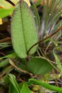 Image of Domingoa purpurea (Lindl.) Van den Berg & Soto Arenas