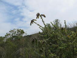 Image of <i>Wiborgiella sessilifolia</i>