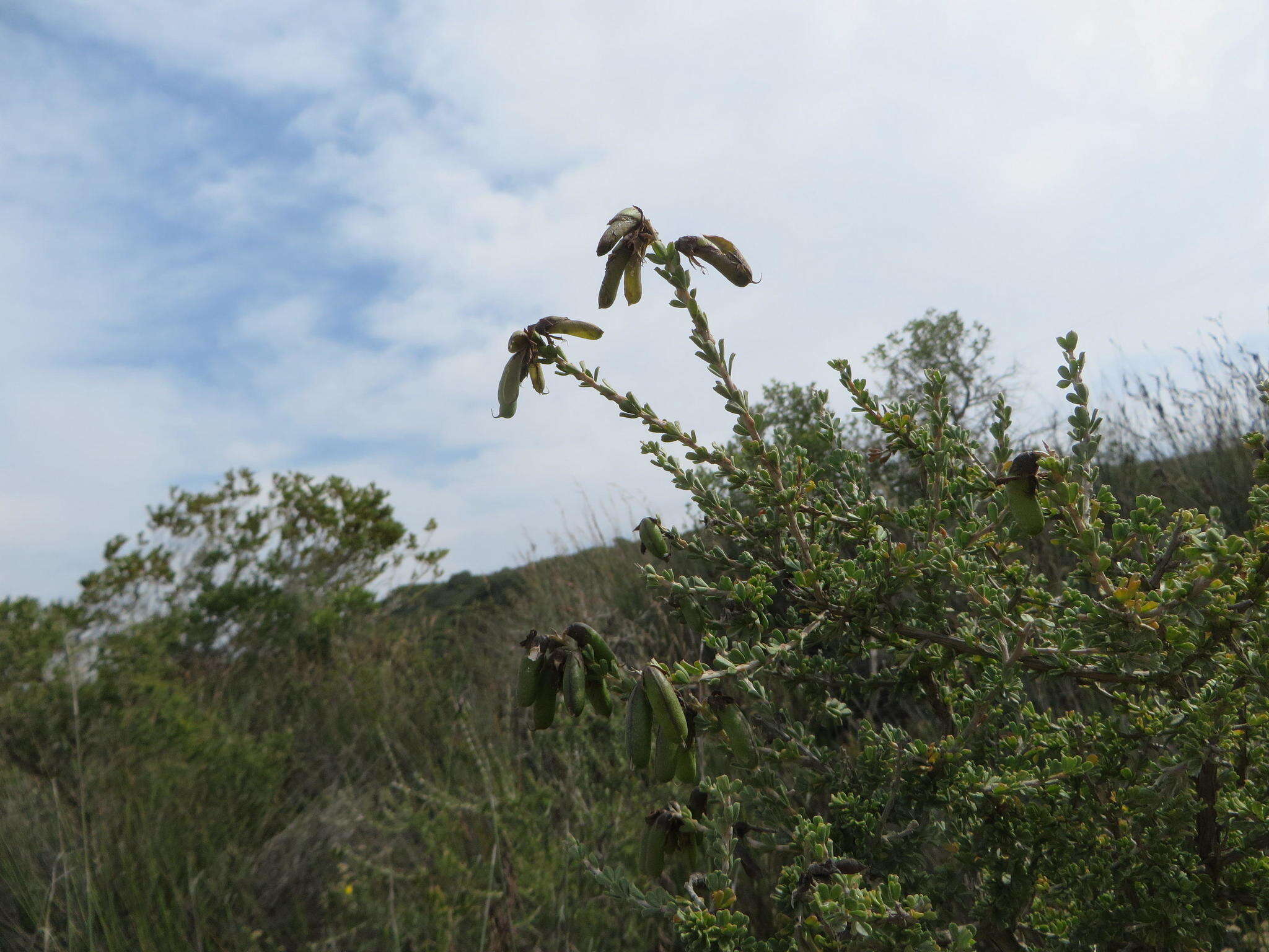 Image of <i>Wiborgiella sessilifolia</i>