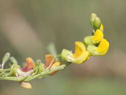 Imagem de Calpurnia sericea Harv.