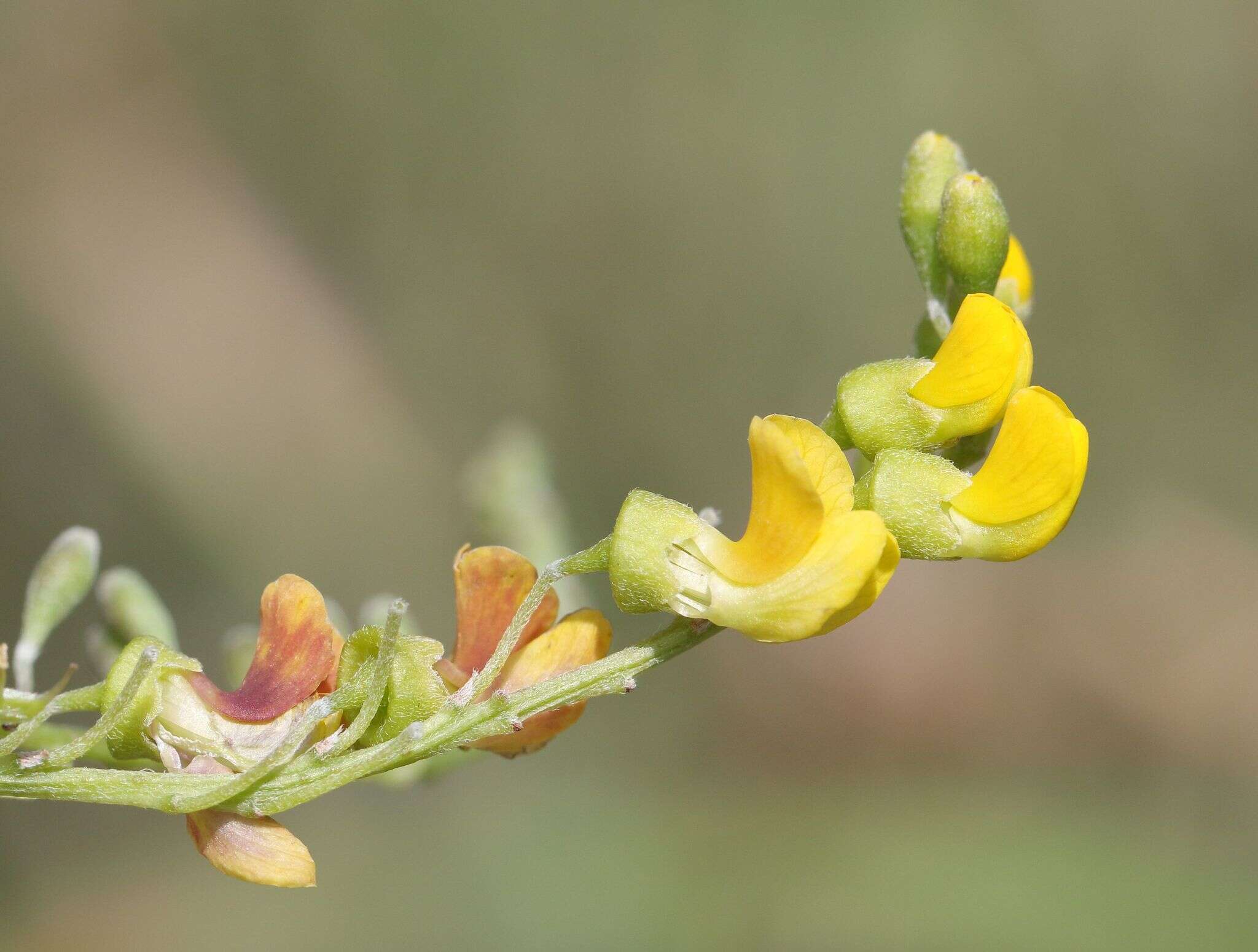 صورة Calpurnia sericea Harv.