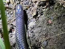 Image of Travancore Hills Thorntail Snake