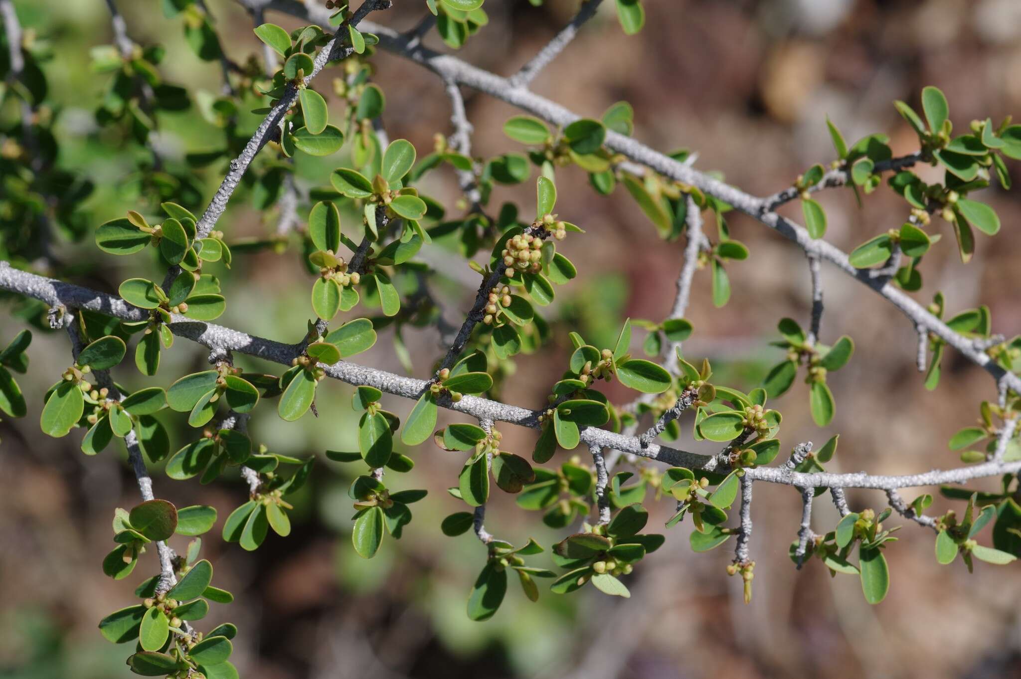 Image of Flueggea verrucosa (Thunb.) G. L. Webster