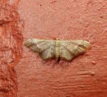 Image of Idaea violacea Hampson 1891