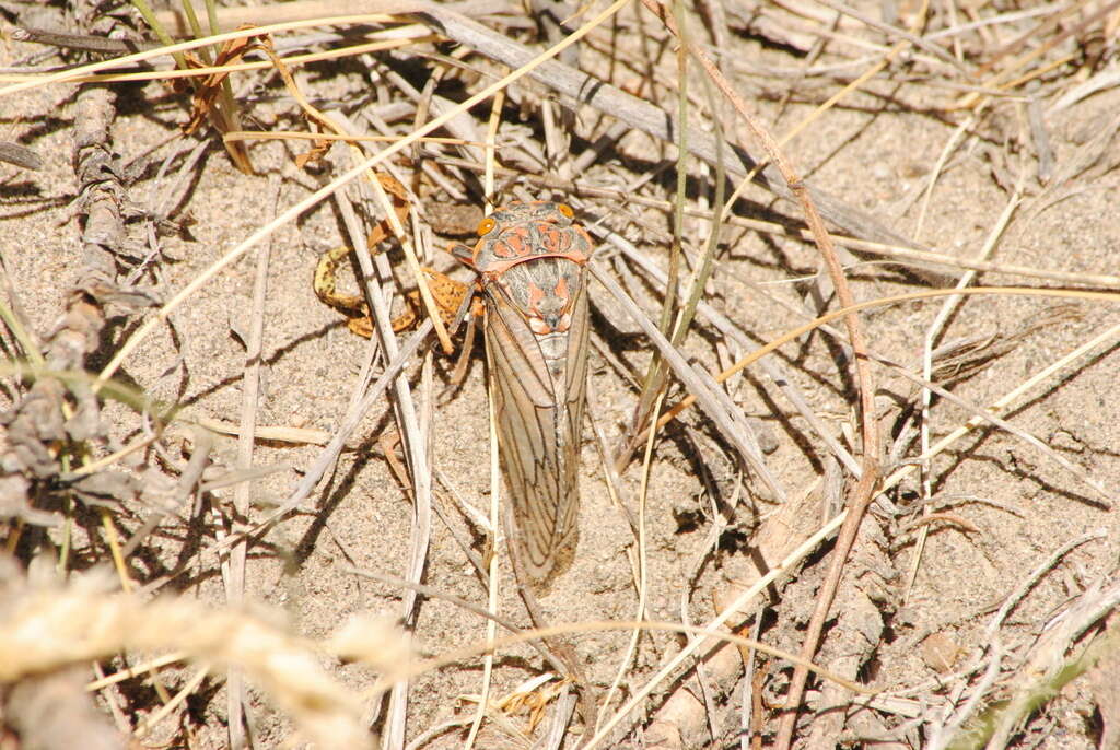 Image of Calliopsida cinnabarina (Berg 1879)