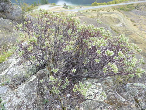 Image of Pimelea aridula Cockayne