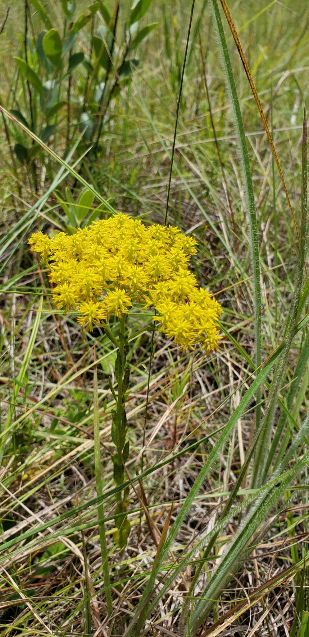 Image of low pinebarren milkwort