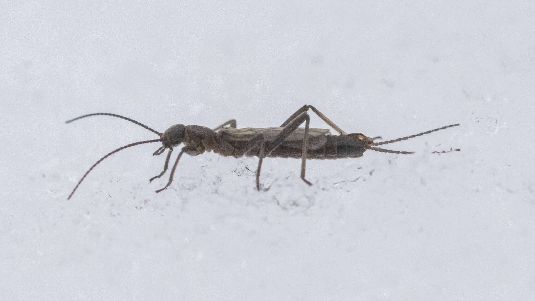 Allocapnia pygmaea (Burmeister 1839) resmi