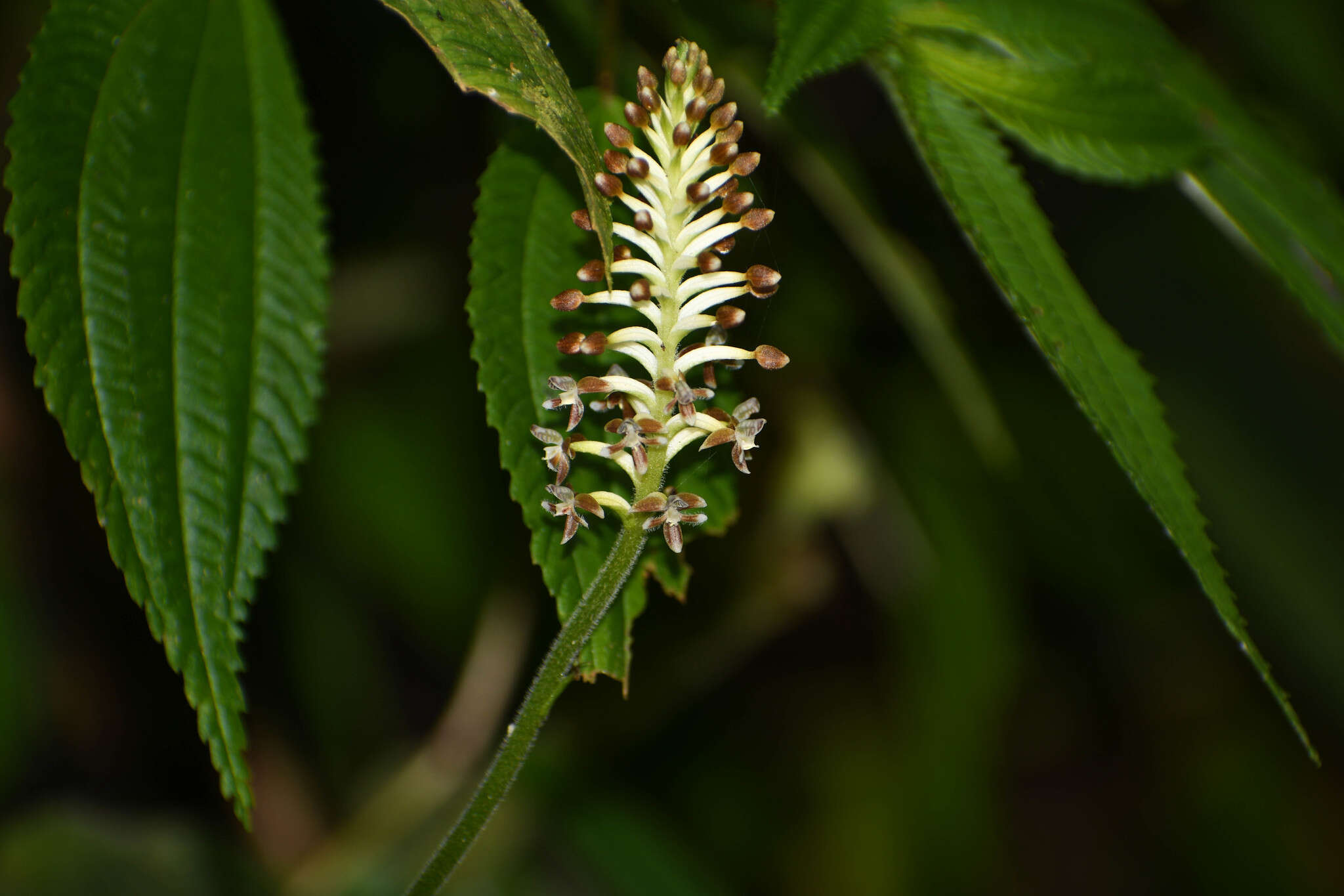 Image of Cranichis ciliata Kunth