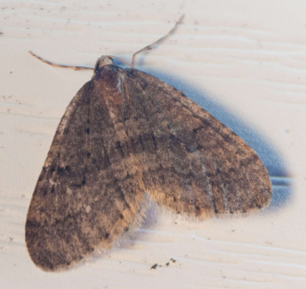 Image of winter moth