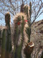 Image of senita cactus