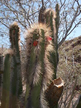 Image of senita cactus