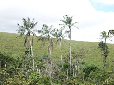 Ravenea madagascariensis Becc.的圖片