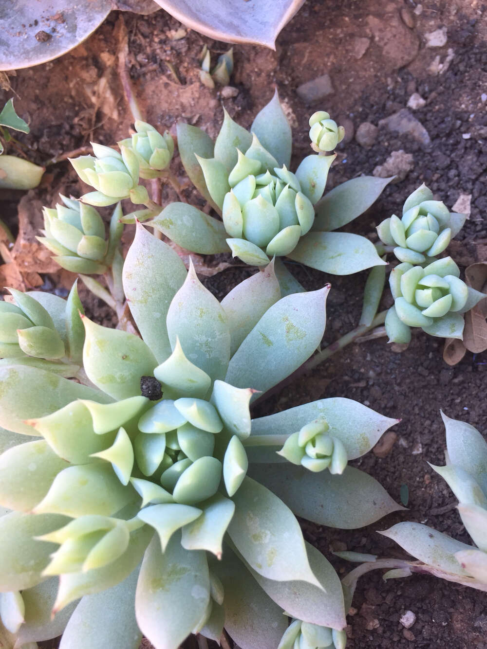 Image of Graptopetalum macdougallii Alexander