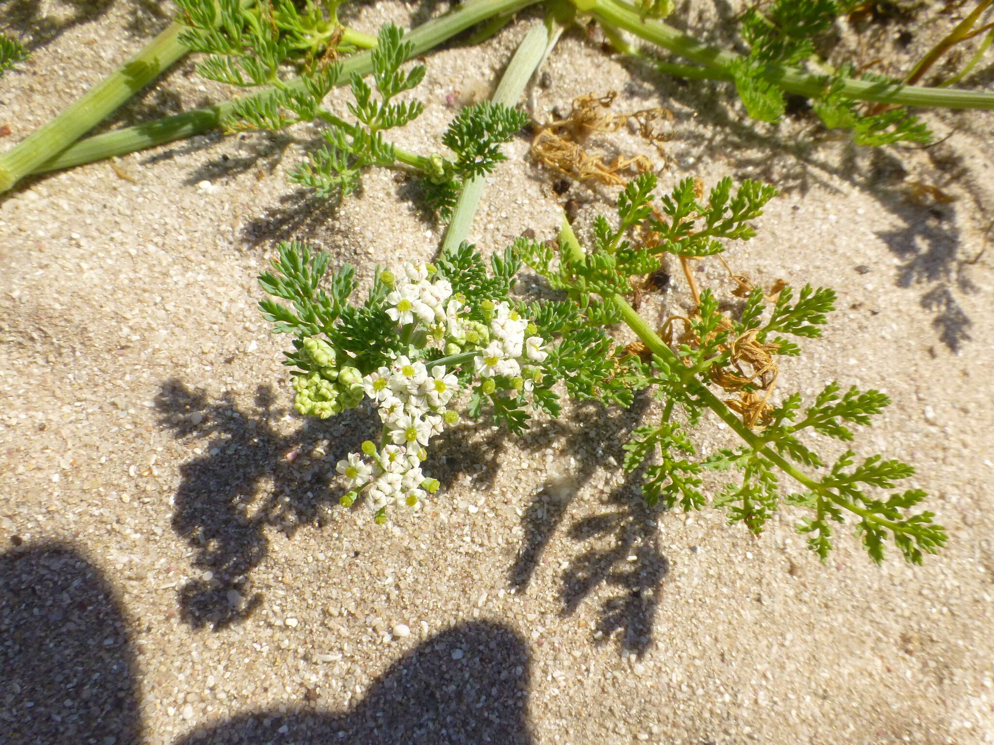 Capnophyllum africanum (L.) Gaertn. resmi