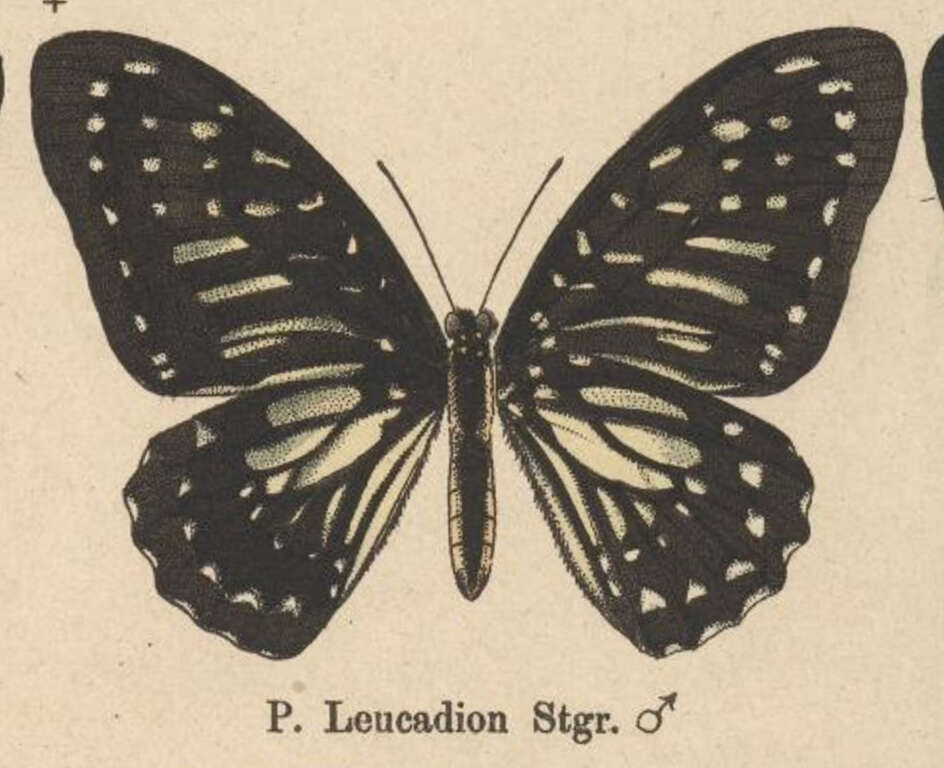 Graphium deucalion (Boisduval 1836) resmi