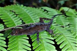 Image of Granular Anole