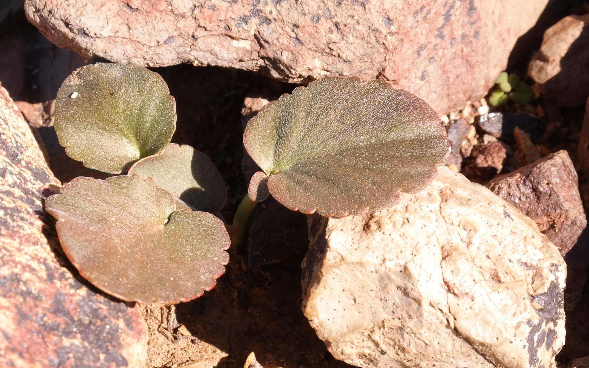 Image of Pelargonium nervifolium Jacq.