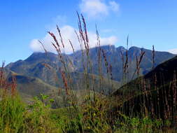 Image of Rhodocoma gigantea (Kunth) H. P. Linder