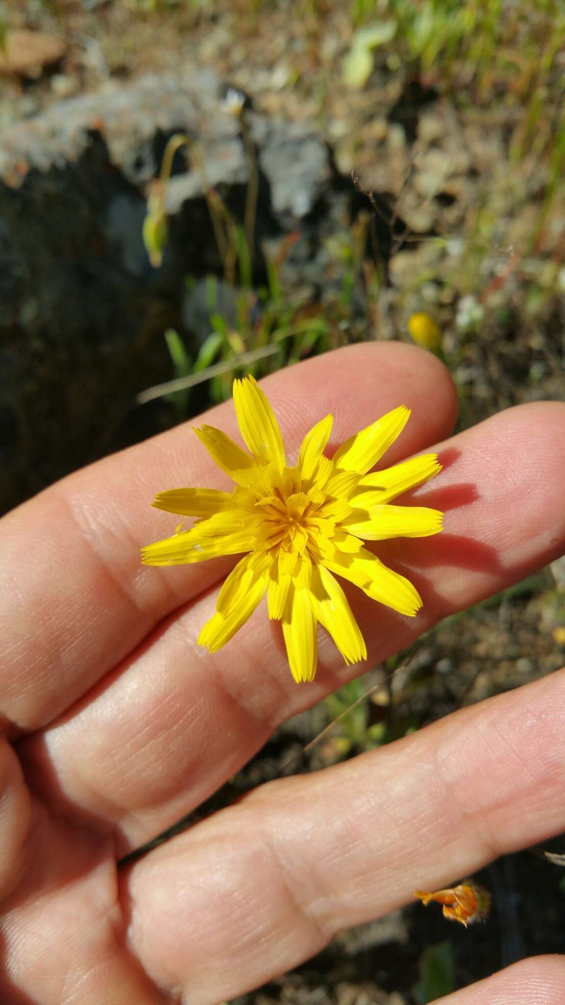 Plancia ëd Agoseris heterophylla (Nutt.) Greene