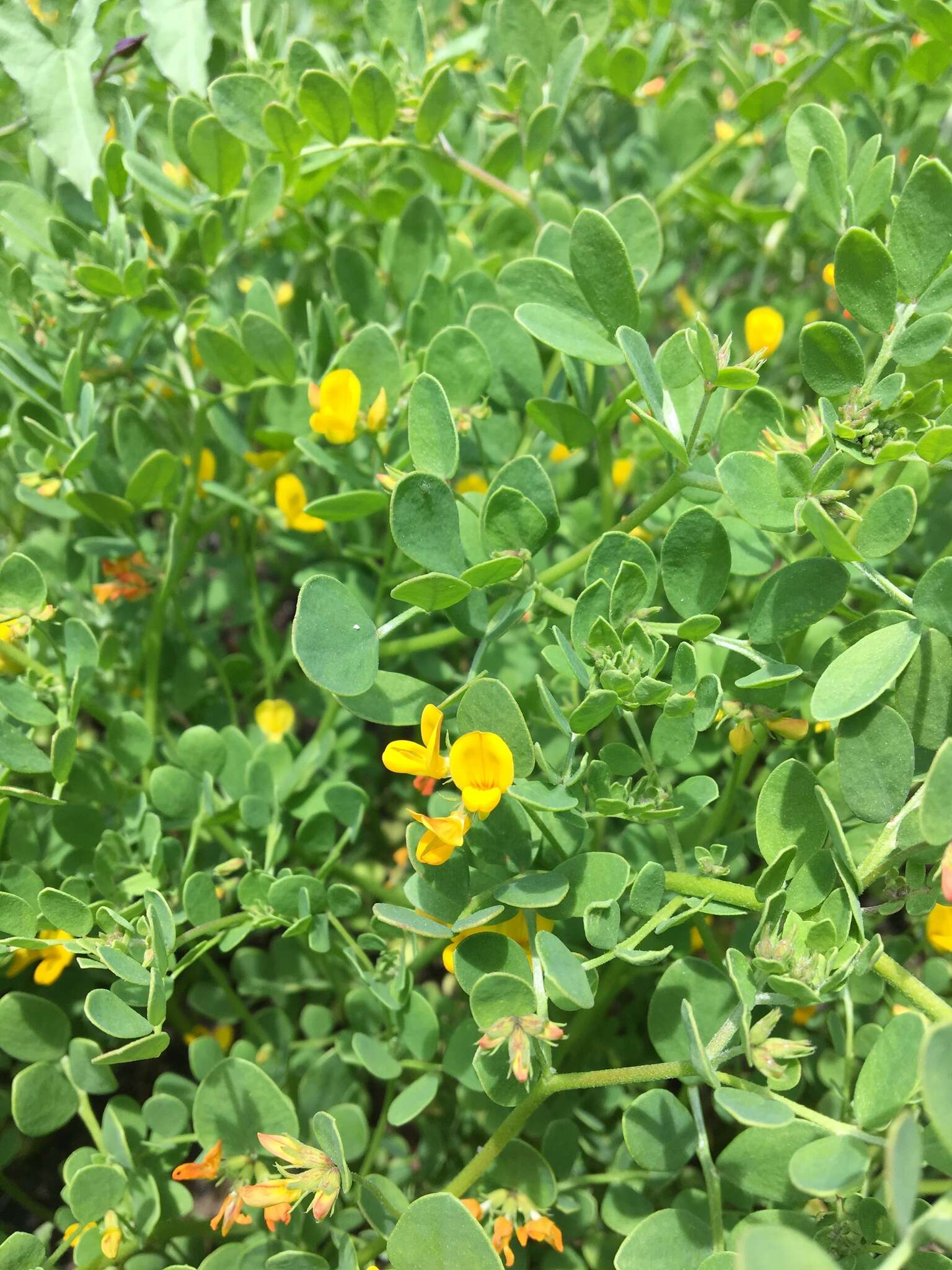 Image of coastal bird's-foot trefoil