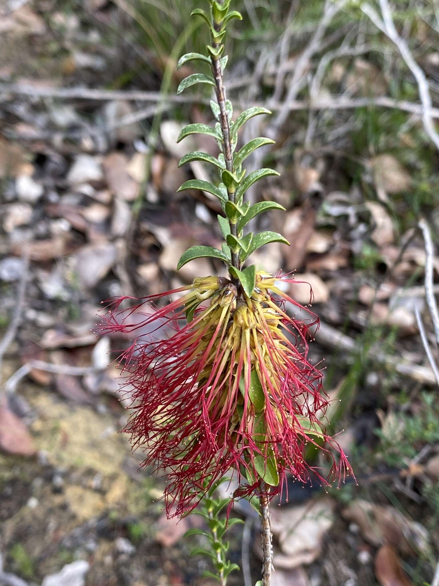 Image of Melaleuca transversa Craven & R. D. Edwards