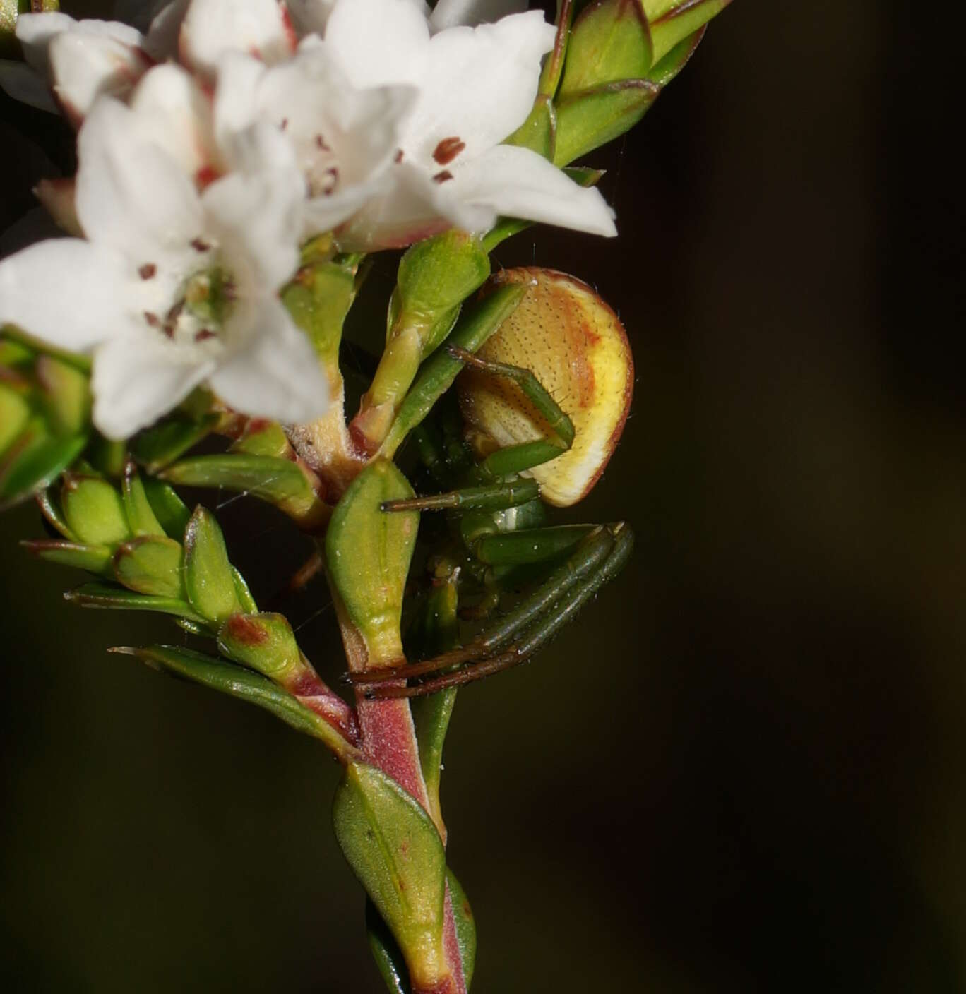 Image of Australomisidia rosea (L. Koch 1875)