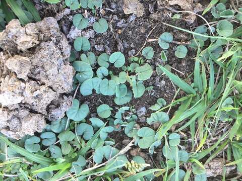 Plancia ëd Dichondra sericea Sw.