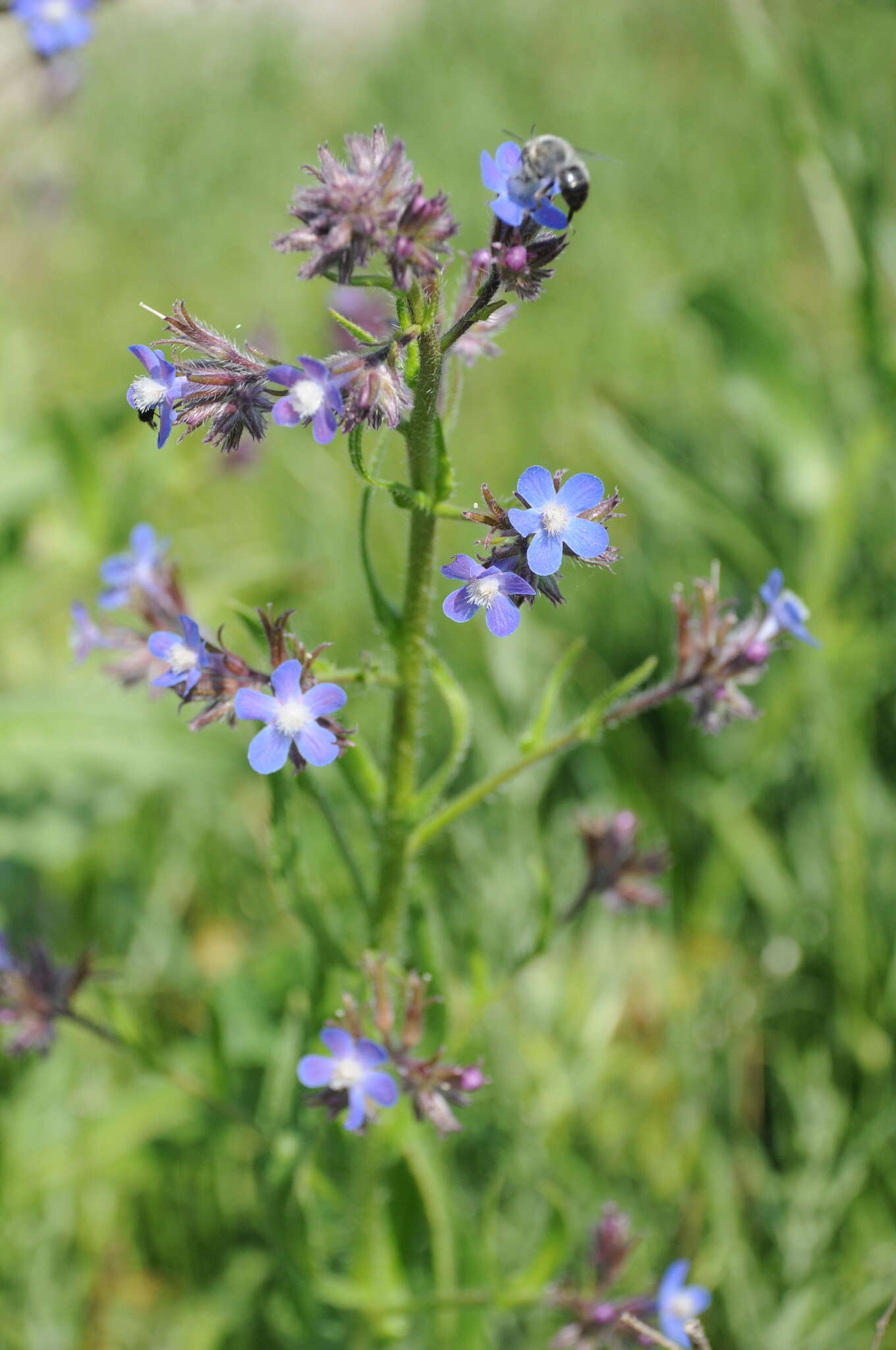 Image of Italian bugloss