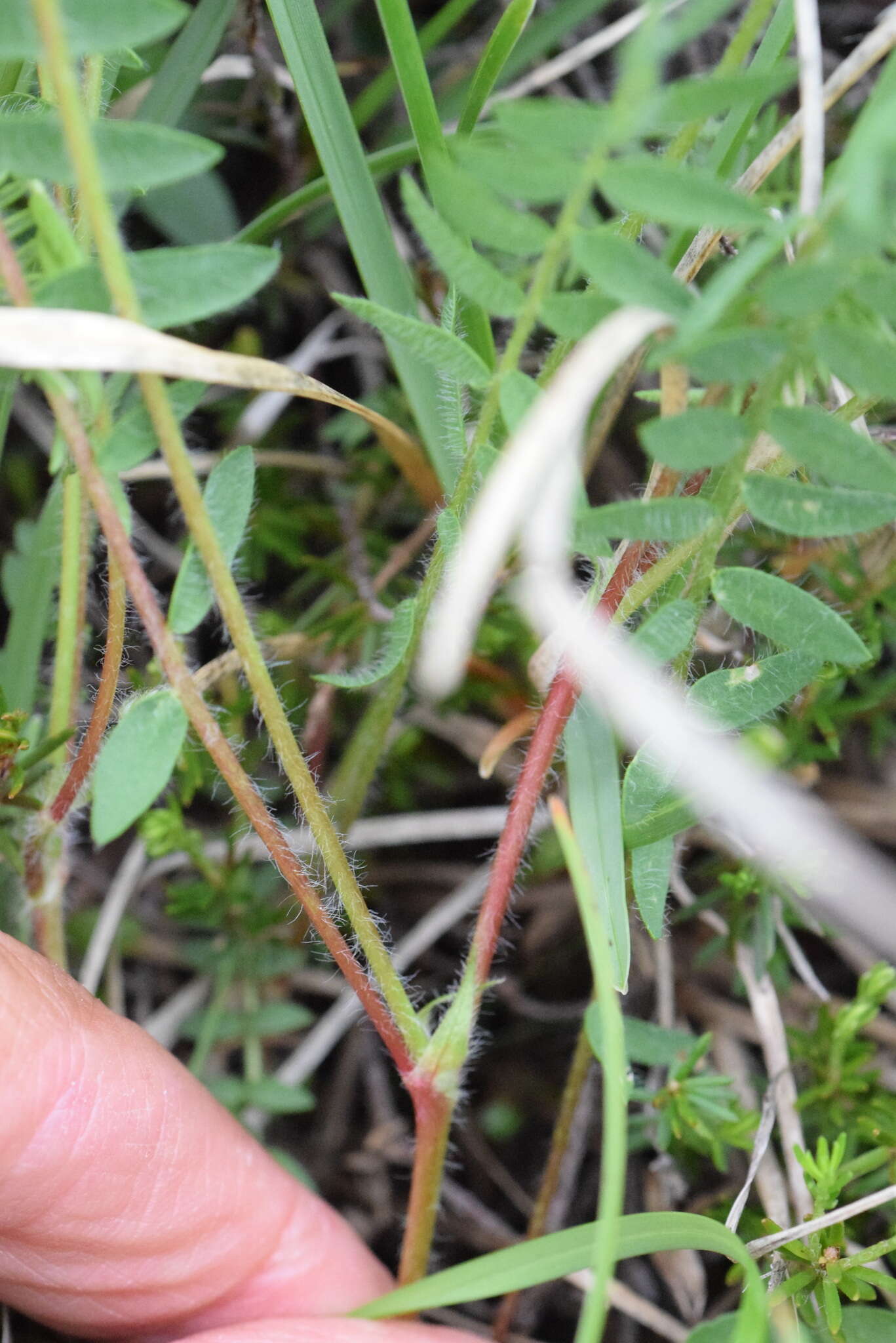 Image of Oxytropis neglecta Ten.