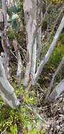 Image of Eucalyptus pauciflora subsp. debeuzevillei (Maiden) L. A. S. Johnson & Blaxell