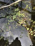 Image of waterthread pondweed