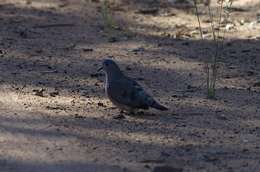 صورة Turtur chalcospilos (Wagler 1827)