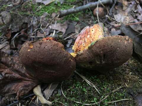 Image of Boletus billieae Both, Bessette & W. J. Neill 2001