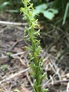 Image of Thurber's Bog Orchid