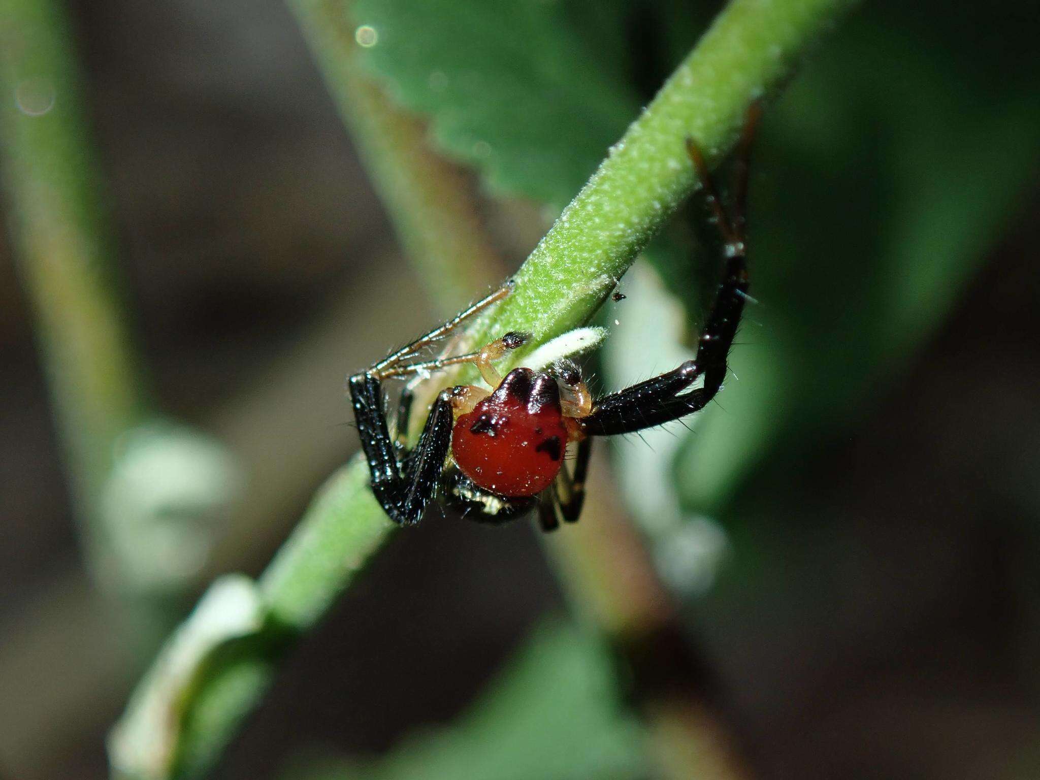 Image of Brown Flower Spider