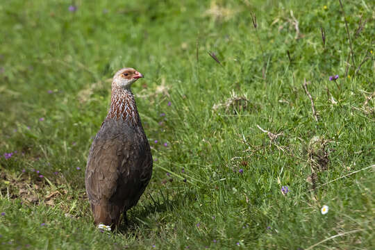 Image of Jackson's Francolin