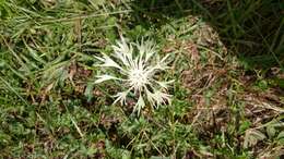 Слика од Centaurea cheiranthifolia Willd.