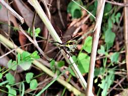 Image of Argiope levii Bjørn 1997