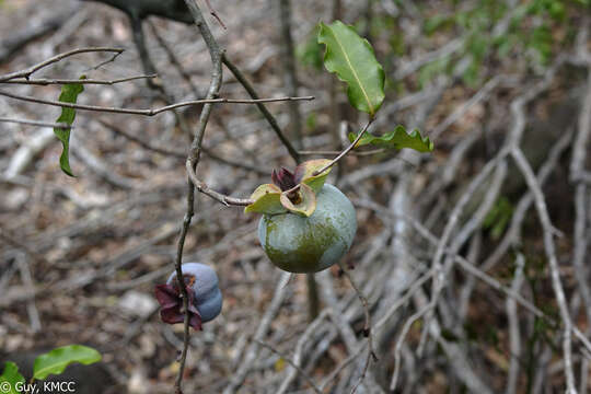 Image of Diospyros pruinosa Hiern