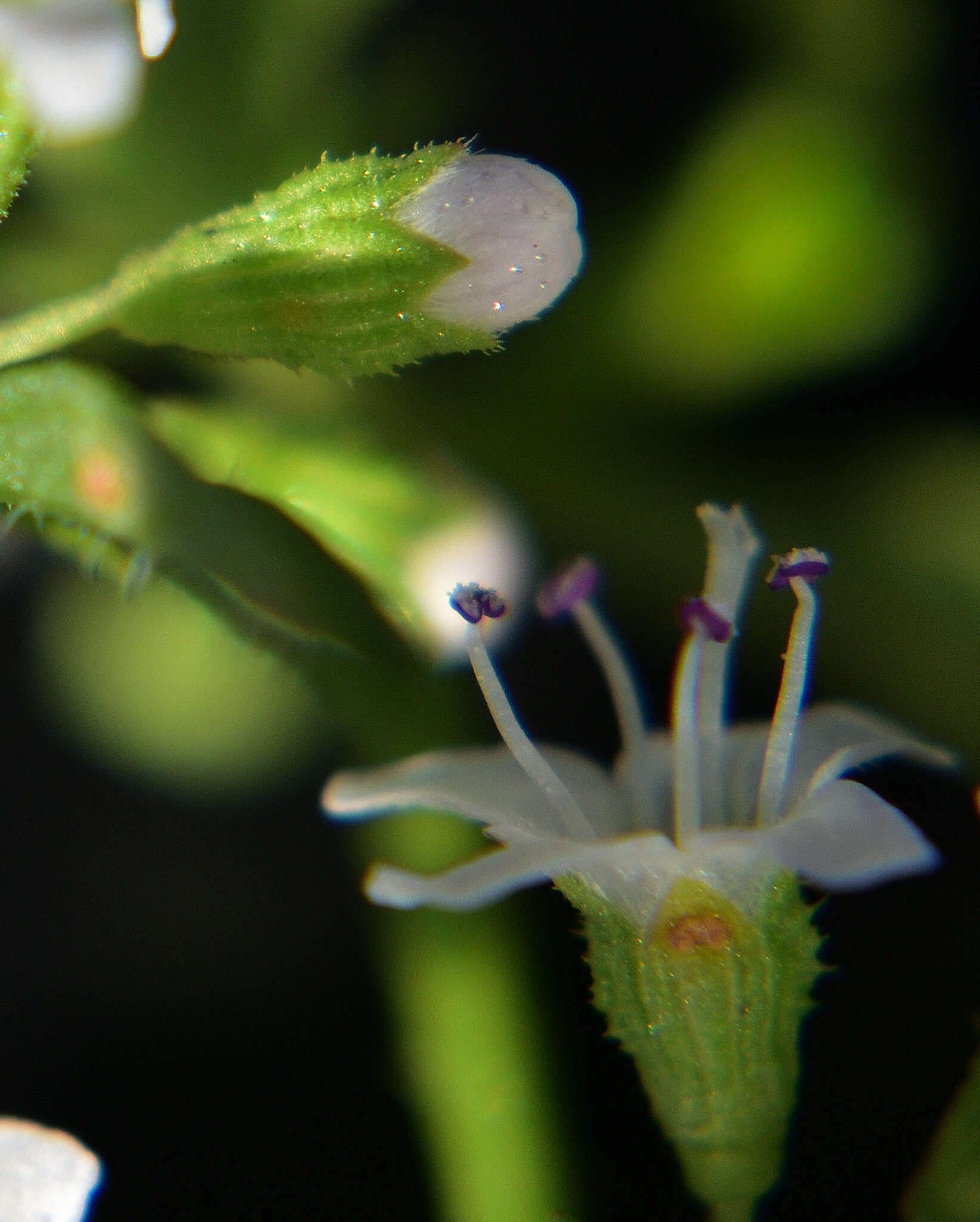 Image of Mentha diemenica Spreng.