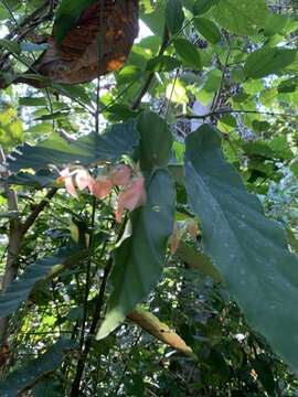 Image of Begonia maculata Raddi