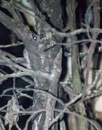 Image of Leadbeater's possum