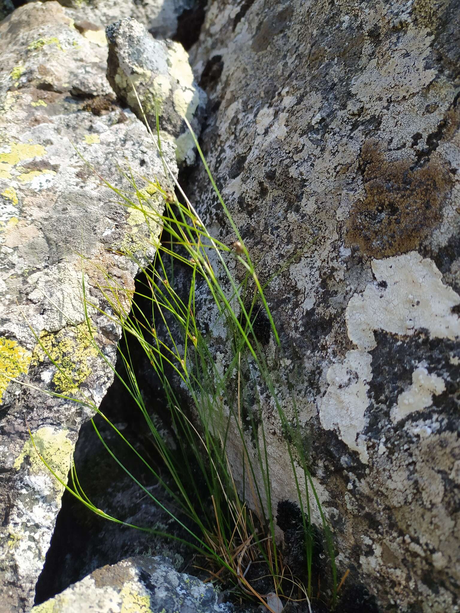 Image de Juncus trifidus L.