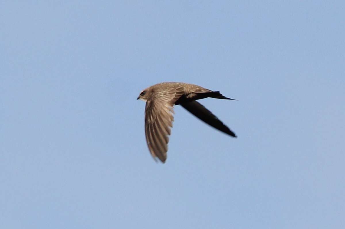 Image of Pallid Swift