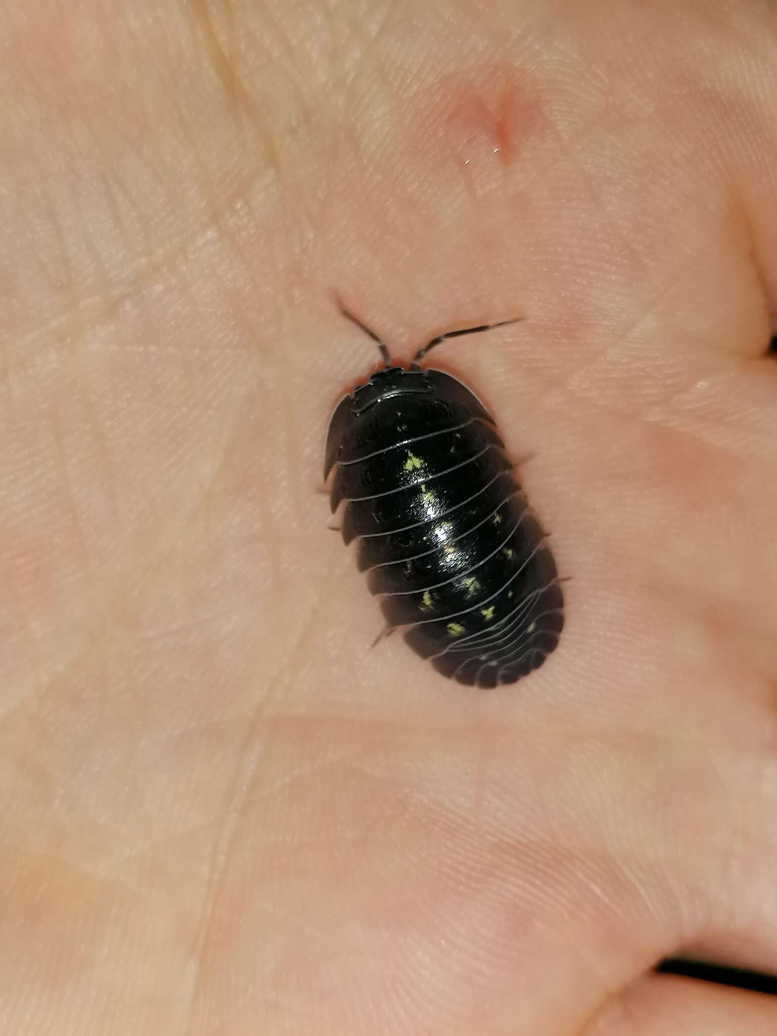 Image of Southern Pill Woodlouse