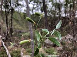 Слика од Isotropis foliosa Crisp