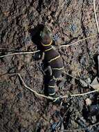 Image of Boulenger’s Indian Gecko