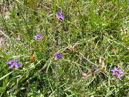 Image of Nevada Blue-Eyed-Grass