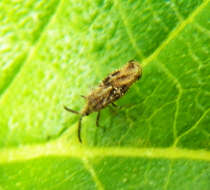 Image of Lantana Lace Bug